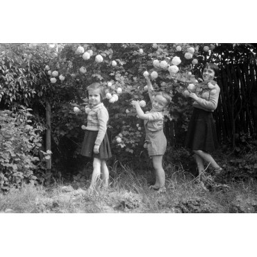 Georges et ses cousines cueillent des "boules de neige"