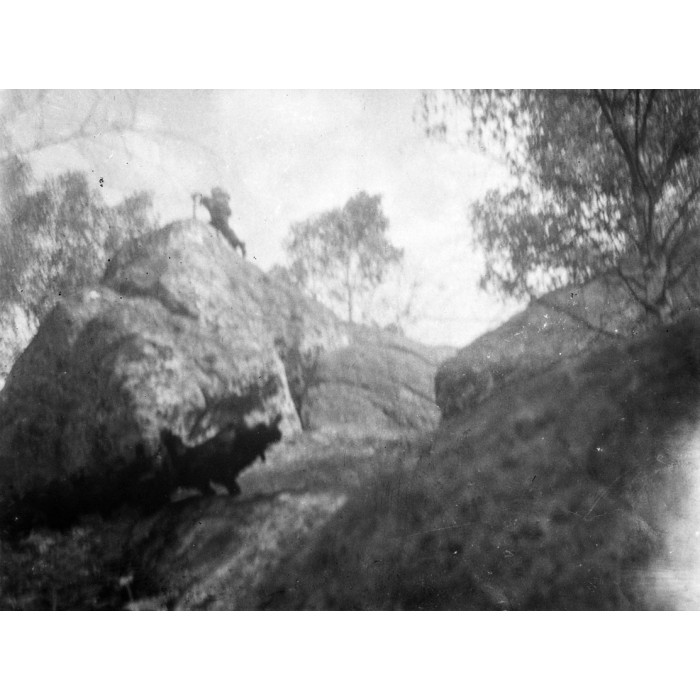 Fontainebleau, la forêt