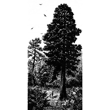 Sequoïa