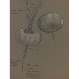 Etude navets Vilmorin