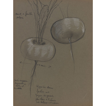 Etude navets Vilmorin