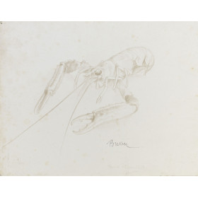 Animaux, langoustine