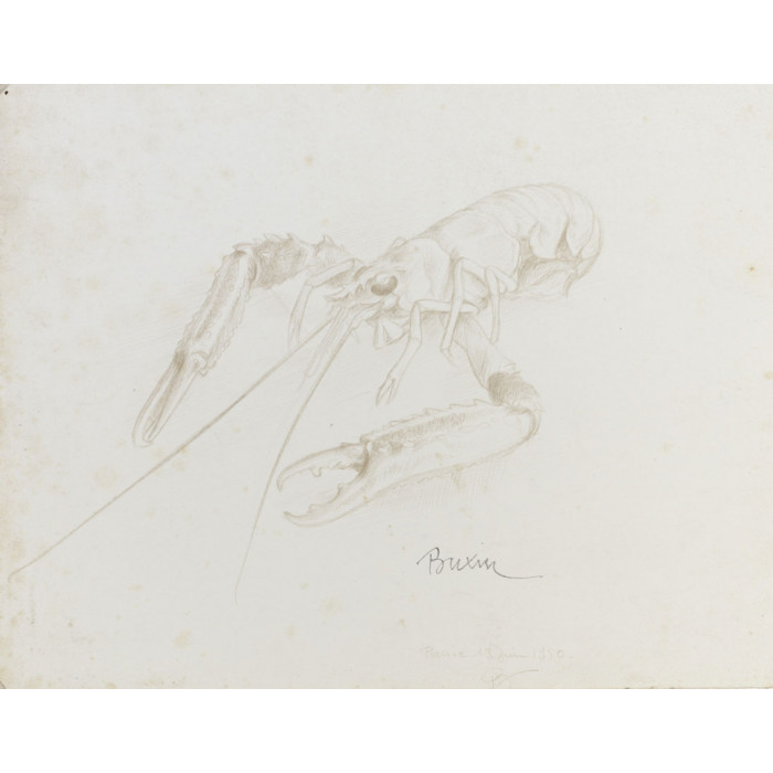 Animaux, langoustine