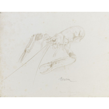 Animaux, langoustine